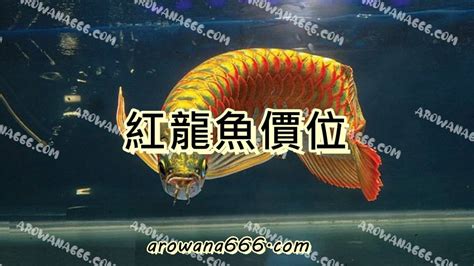 紅龍魚價格|一般的紅龍魚多少錢,養一隻紅龍魚要多少錢